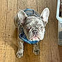 alert, animal, blue_harness, canine, companion, cute, dog, domestic_animal, ears_up, floor, french_bulldog, front_view, harness, indoor, looking_up, pet, puppy, small_dog, wood_floor, young_dog