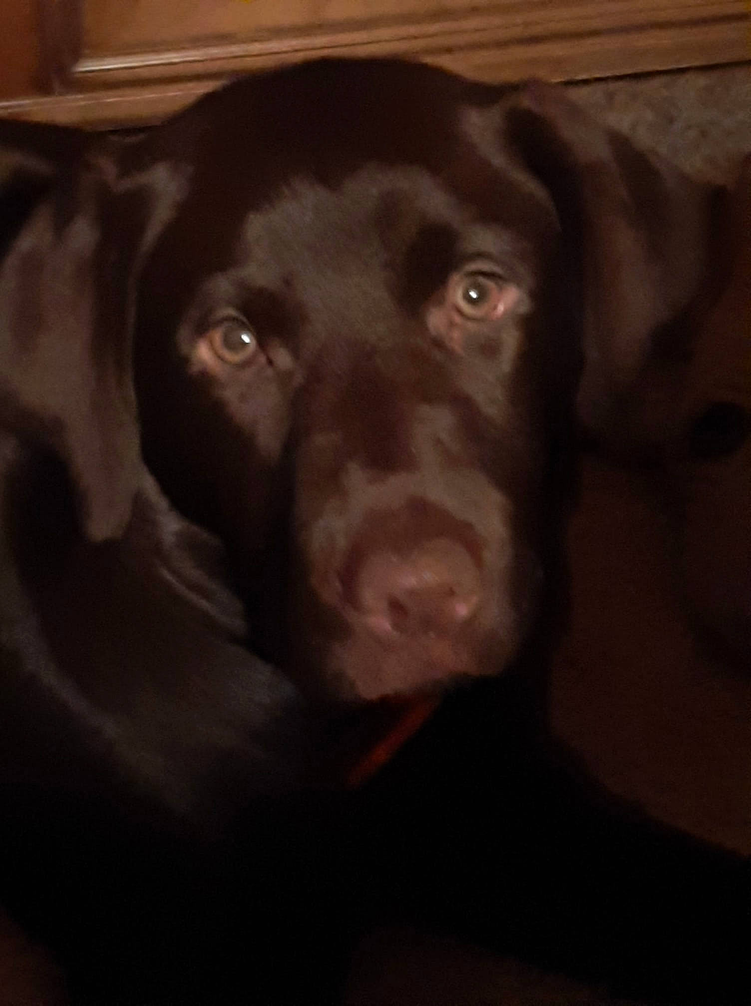 Moose is registered to the contest to win money with this photo: borador, canidae, carnivore, comfort, companion_dog, darkness, dog, dog_breed, fur, gun_dog, hunting_dog, labrador_retriever, liver, retriever, snout, sporting_group, terrestrial_animal, whiskers, working_animal