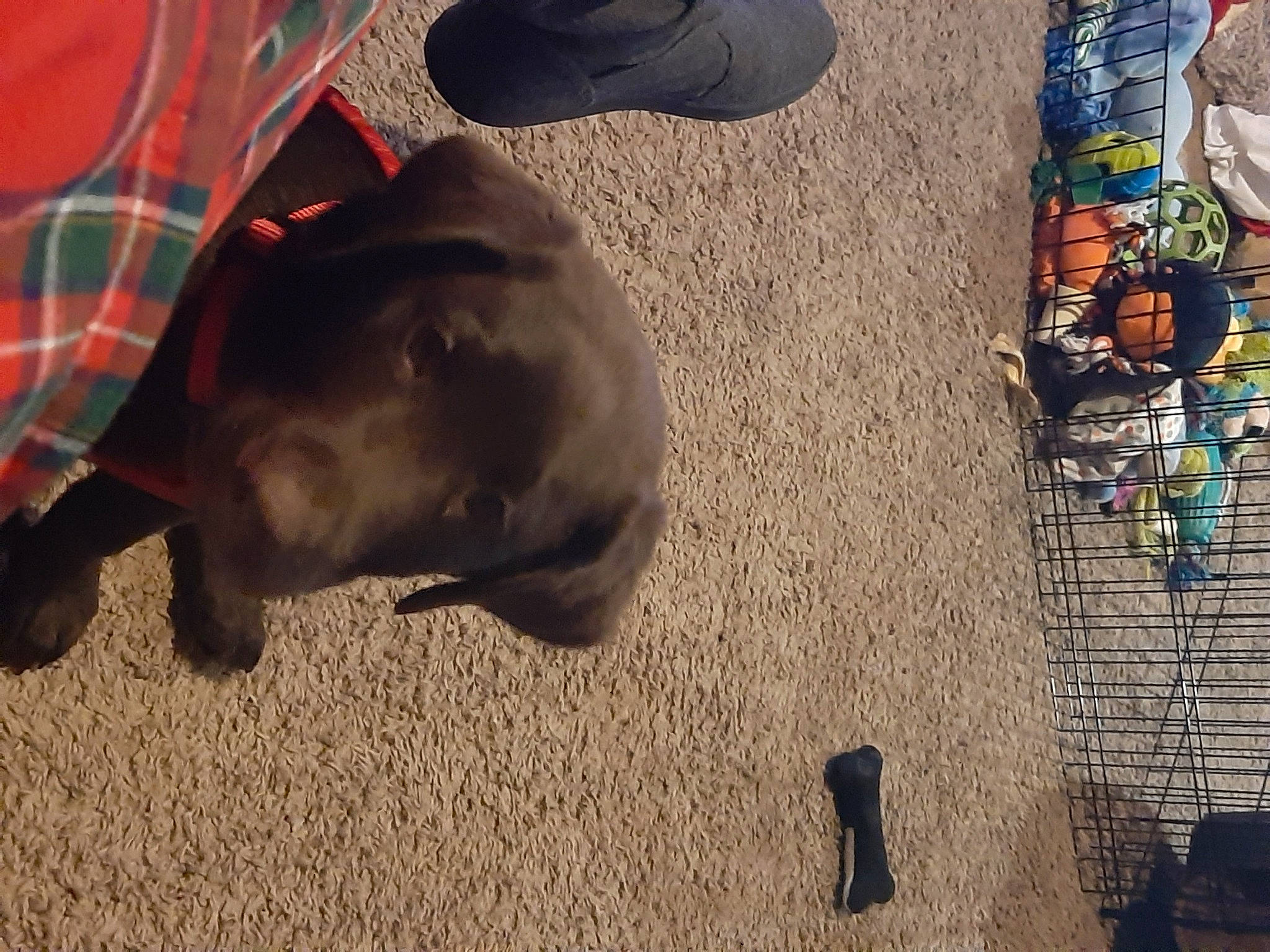 Moose joined the competition — help win amazing prizes! carmine, carnivore, comfort, companion_dog, dog, dog_breed, fashion_accessory, fawn, flooring, foot, grass, human_leg, pattern, personal_protective_equipment, plaid, road_surface, sporting_group, tail, tartan, working_animal