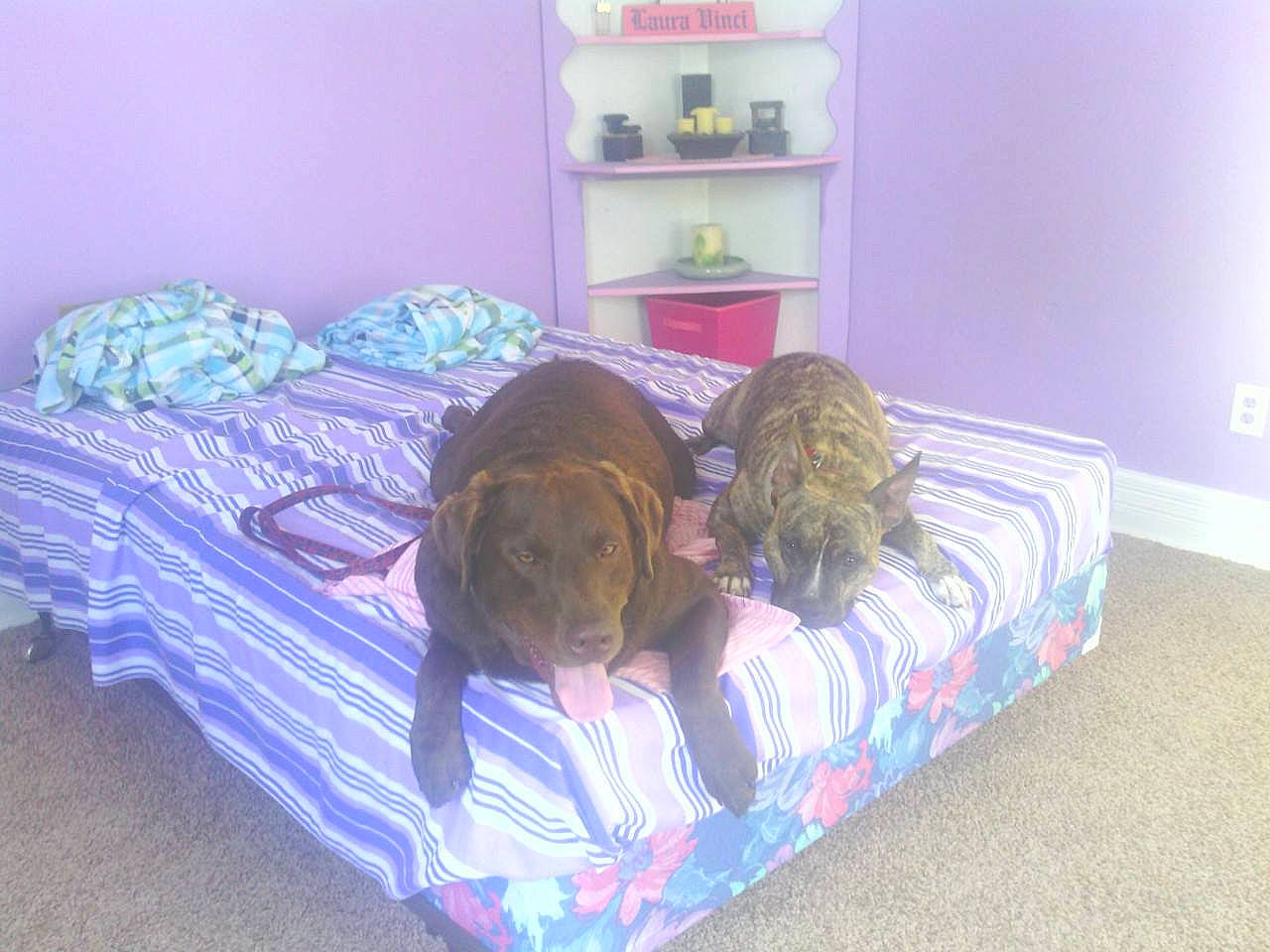 Dc Fatty joined the competition — help win amazing prizes! azure, bed, bed_frame, carnivore, comfort, companion_dog, couch, felidae, floor, flooring, furniture, house, interior_design, linens, living_room, pillow, purple, textile, toy, wood