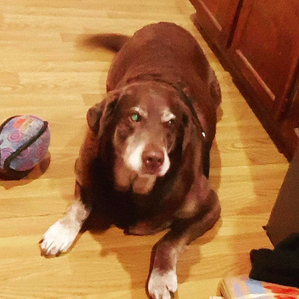 Dc Fatty joined the competition — help win amazing prizes! brown, cabinetry, carnivore, companion_dog, dog, dog_breed, dog_collar, floor, flooring, fur, hardwood, laminate_flooring, liver, plank, tail, varnish, wood, wood_flooring, wood_stain, working_animal