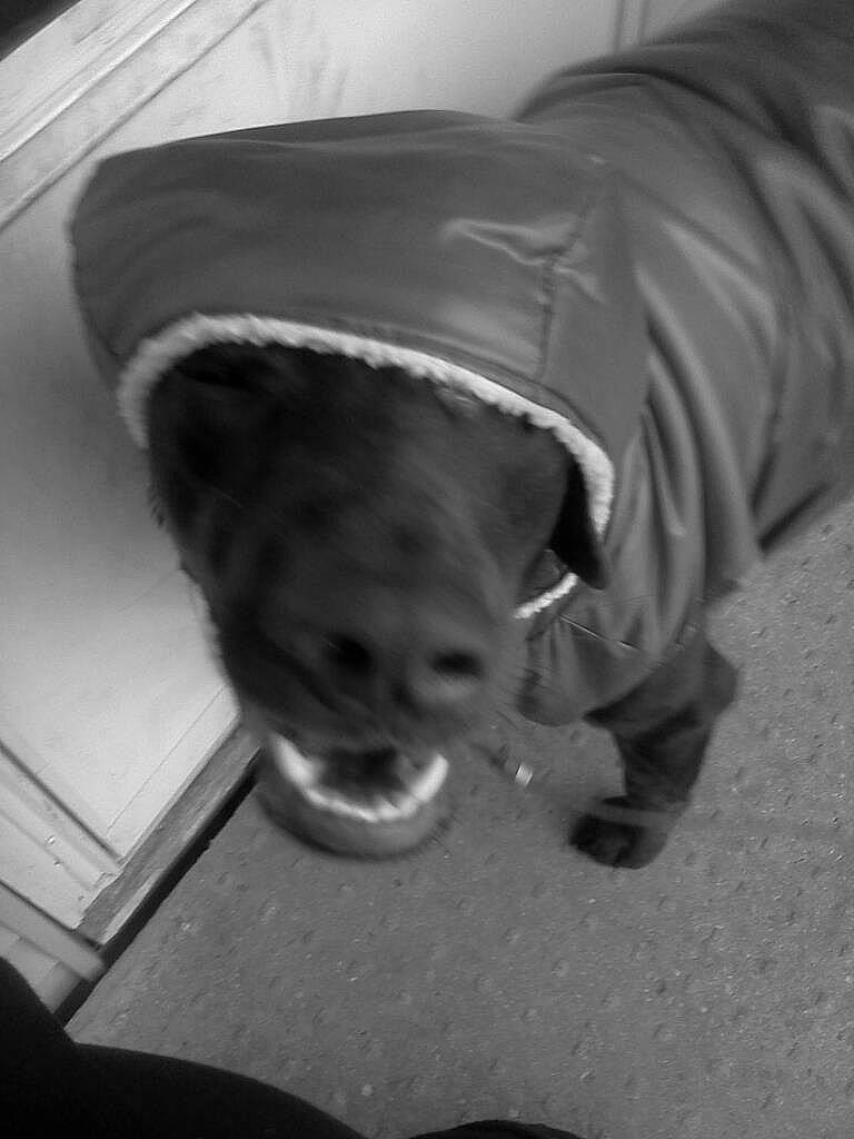 Dc Fatty joined the competition — help win amazing prizes! black_and_white, carnivore, comfort, companion_dog, dog_breed, felidae, floor, flooring, foot, grey, human_leg, linens, mammal, monochrome, monochrome_photography, small_to_medium_sized_cats, style, vertebrate, whiskers, wood