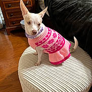 Miss Jolie Blanc joined the competition — help win amazing prizes! dog, small_dog, sweater, pink, purple, ottoman, furniture, wood_floor, bed, blanket, indoor, pet, animal, cozy, pointy_ears, sitting, calm, textured, decor, household