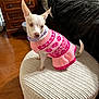 dog, small_dog, sweater, pink, purple, ottoman, furniture, wood_floor, bed, blanket, indoor, pet, animal, cozy, pointy_ears, sitting, calm, textured, decor, household