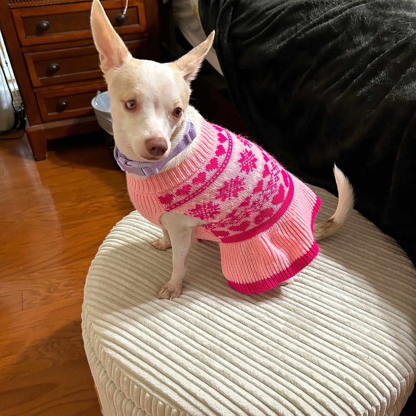 Miss Jolie Blanc joined the competition — help win amazing prizes! animal, bed, blanket, calm, cozy, decor, dog, furniture, household, indoor, ottoman, pet, pink, pointy_ears, purple, sitting, small_dog, sweater, textured, wood_floor