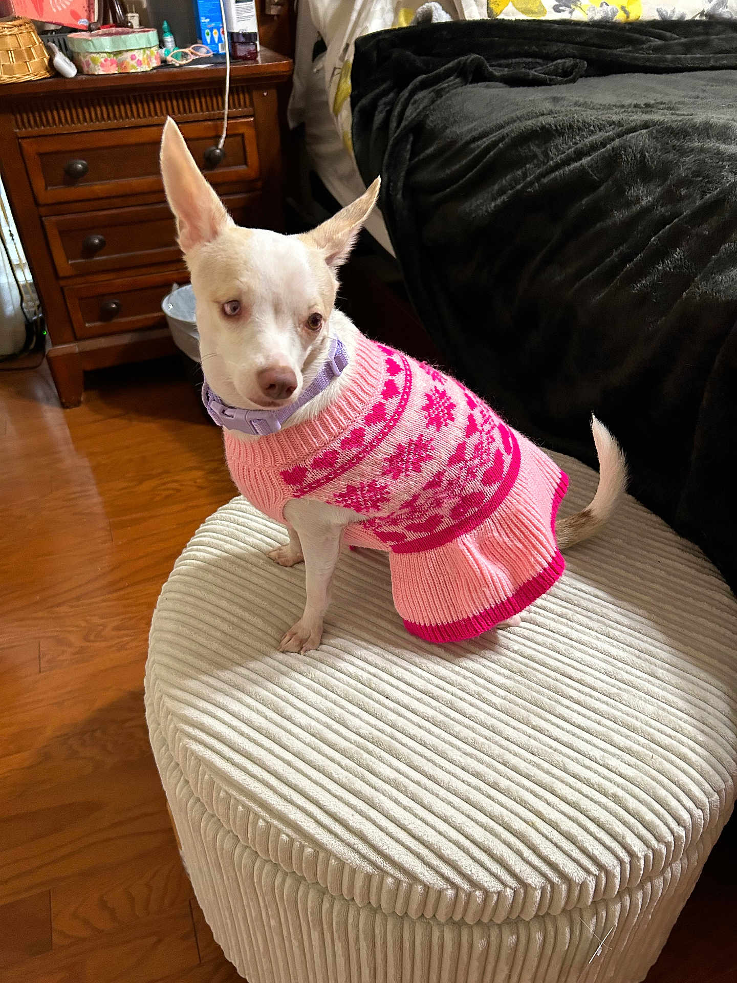 Miss Jolie Blanc joined the competition — help win amazing prizes! dog, small_dog, sweater, pink, purple, ottoman, furniture, wood_floor, bed, blanket, indoor, pet, animal, cozy, pointy_ears, sitting, calm, textured, decor, household