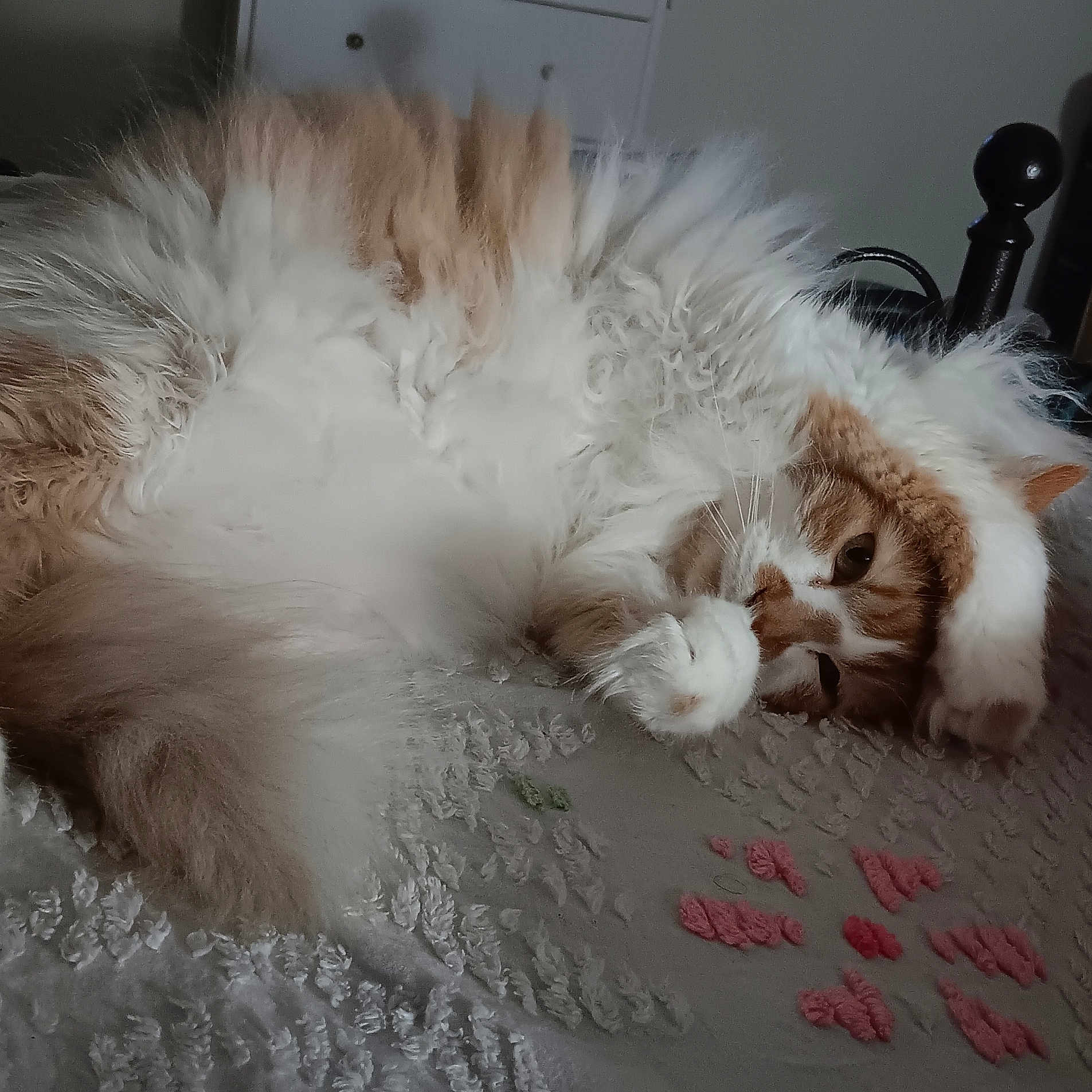 Murphy is registered to the contest to win money with this photo: angora, animal, bed, canine, cat, chair, cockerspaniel, computer, computerhardware, computerkeyboard, couch, dog, furniture, hardwood, kitten, manx, person, pet, sleeping, wood