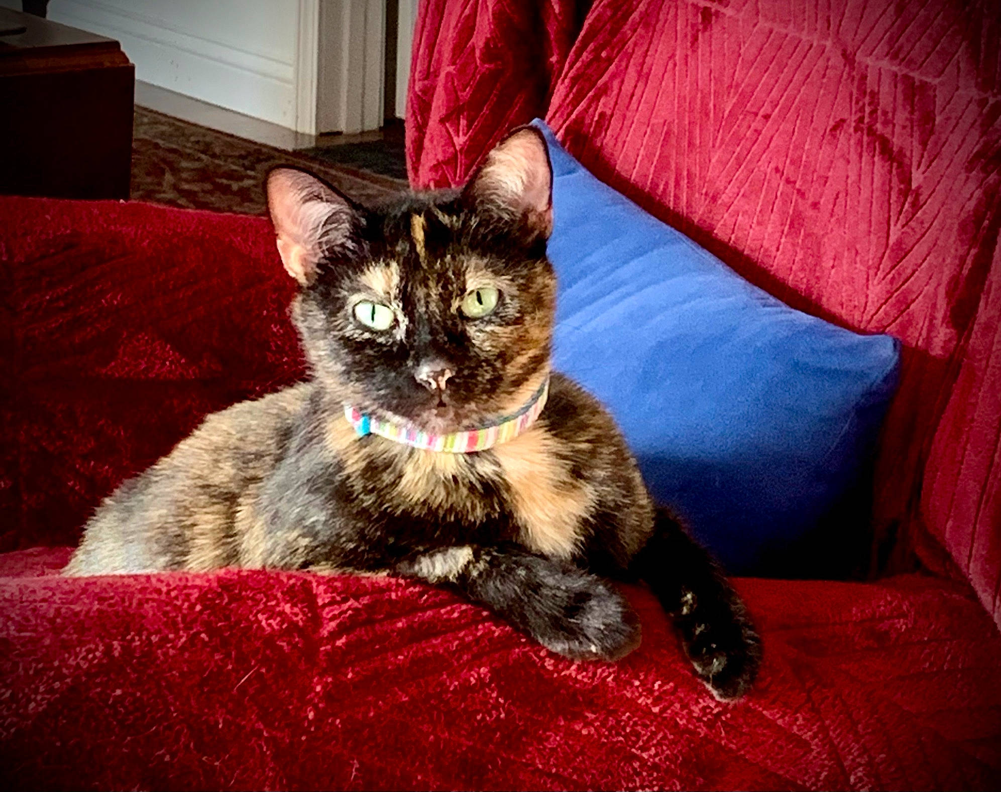 Kiki is registered to the contest to win money with this photo: black_cat, cabinetry, carnivore, cat, cat_supply, chest_of_drawers, comfort, couch, domestic_short_haired_cat, drawer, felidae, fur, plant, sitting, small_to_medium_sized_cats, snout, tail, television, tree, whiskers