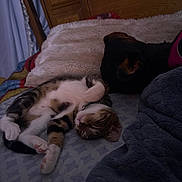 Jahmour joined the competition — help win amazing prizes! cat, dog, sleeping, bed, blanket, fur, pet, cozy, resting, indoor, tabby_cat, black_dog, paw, headboard, curtain, soft_texture, relaxation, animal, companion, napping