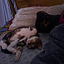 cat, dog, sleeping, bed, blanket, fur, pet, cozy, resting, indoor, tabby_cat, black_dog, paw, headboard, curtain, soft_texture, relaxation, animal, companion, napping