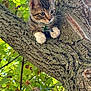 kitten, cat, tree, branch, leaves, nature, outdoor, animal, pet, curious, fur, whiskers, paws, green, closeup, young, cute, wildlife, daylight, trunk