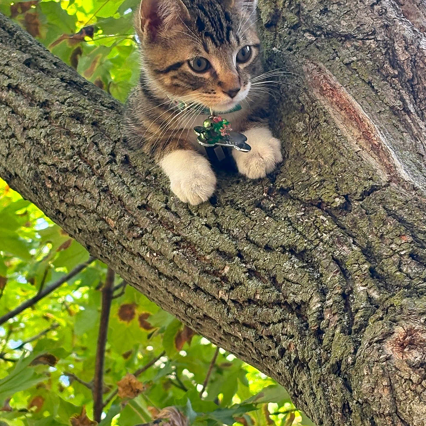 Jahmour joined the competition — help win amazing prizes! animal, branch, cat, closeup, curious, cute, daylight, fur, green, kitten, leaves, nature, outdoor, paws, pet, tree, trunk, whiskers, wildlife, young