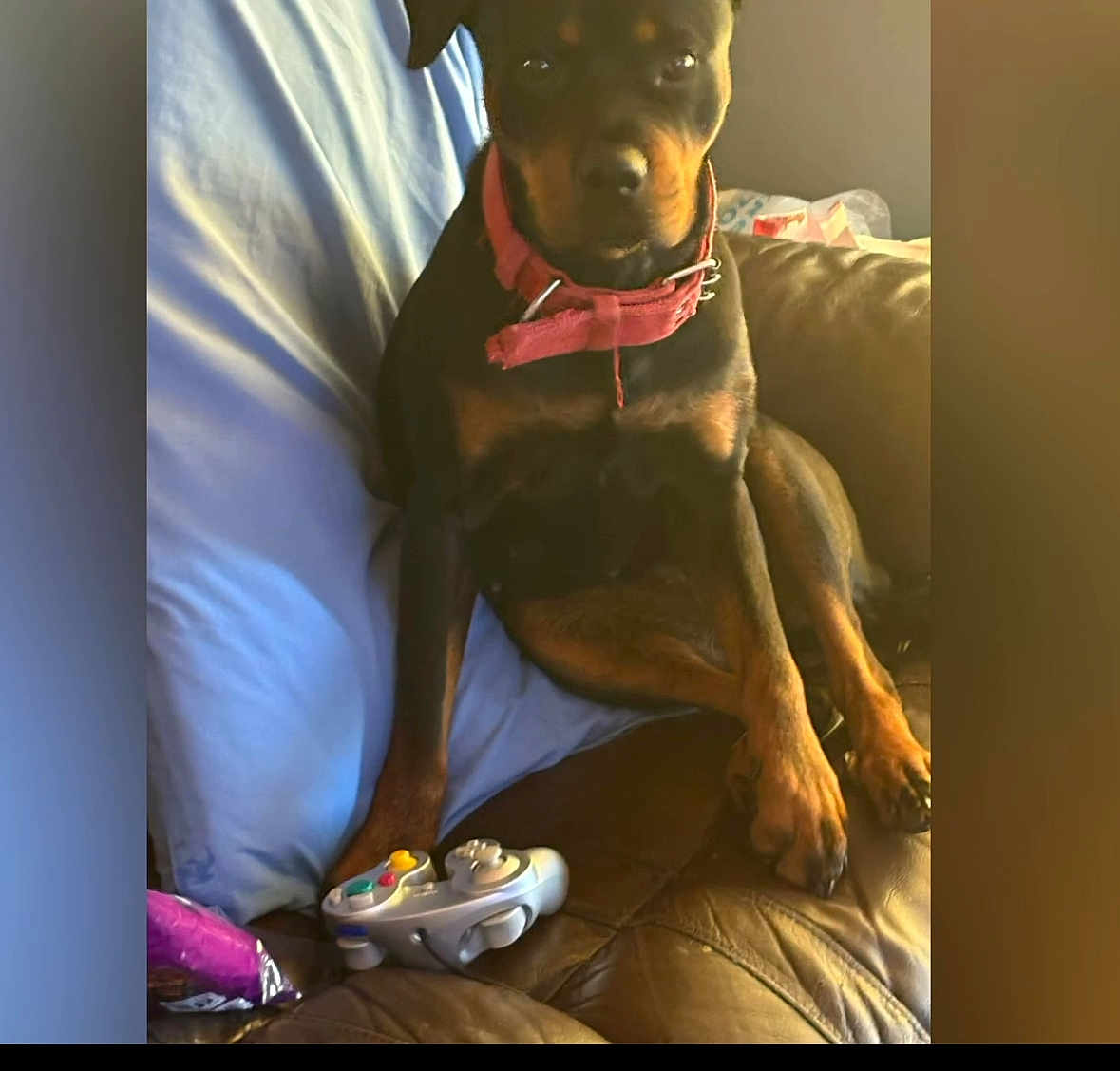 Lolo is registered to the contest to win money with this photo: dog, pet, couch, leather, pillow, video_game_controller, gaming, indoor, brown, black, red_collar, sitting, paw, close_up, animal, companion, relaxing, home, casual, focused
