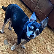Buddy is registered to the contest to win money with this photo: dog, small_dog, black_and_white, ears, floor, parquet_floor, wooden_floor, couch, indoor, pet, animal, curious, standing, looking_up, canine, companion, fur, eyes, snout, tail