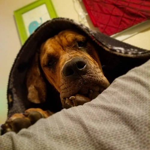 Matilda is registered to the contest to win money with this photo: bed, bedding, canidae, carnivore, comfort, companion_dog, dog, dog_breed, fawn, fur, linens, liver, nap, paw, snout, sporting_group, terrestrial_animal, whiskers, wood, working_animal