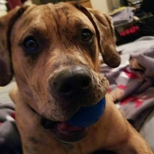 Matilda joined the competition — help win amazing prizes! carnivore, cloud, collar, companion_dog, dog, dog_breed, dog_collar, fawn, fur, happy, metal, puppy_love, selfie, snout, sporting_group, square, whiskers, working_animal, working_dog, wrinkle
