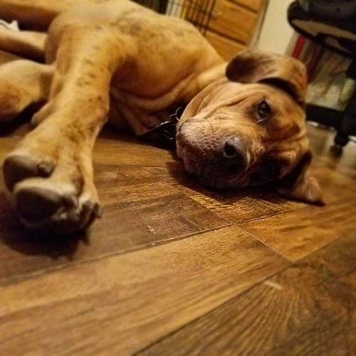 Matilda joined the competition — help win amazing prizes! carnivore, cloud, comfort, companion_dog, dog, dog_breed, fawn, floor, flooring, hardwood, laminate_flooring, paw, plank, sky, terrestrial_animal, whiskers, wood, wood_flooring, wood_stain, working_animal