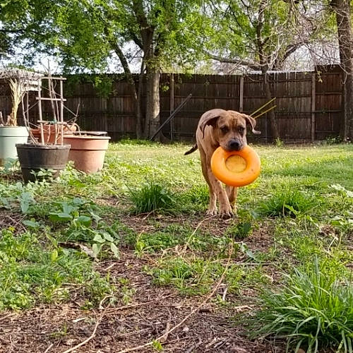 Matilda is registered to the contest to win money with this photo: agriculture, carnivore, companion_dog, dog, dog_breed, fawn, flowerpot, garden, grass, groundcover, houseplant, landscape, lawn_ornament, plant, soil, sporting_group, tail, tree, wood, working_animal