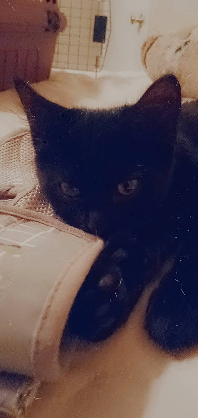 Honey is registered to the contest to win money with this photo: black_cat, bombay, carnivore, cat, comfort, domestic_short_haired_cat, ear, electric_blue, felidae, fur, head, iris, leg, paw, sky, small_to_medium_sized_cats, snout, tail, vertebrate, whiskers