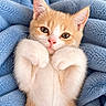 Timmy is registered to the contest to win money with this photo: cat, kitten, orange_cat, white_cat, fur, fluffy, paws, whiskers, ears, eyes, nose, portrait, close_up, indoor, blanket, blue_blanket, lying_down, cute, adorable, pet