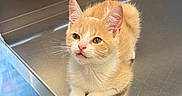 Timmy is registered to the contest to win money with this photo: cat, kitten, ginger_cat, orange_fur, fluffy, whiskers, green_eyes, pink_nose, paws, sitting, animal, pet, veterinary_clinic, exam_table, indoors, metal_surface, portrait, close_up, cute, alert