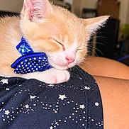 Timmy is registered to the contest to win money with this photo: cat, kitten, orange_cat, sleeping, bow_tie, blue, polka_dot, pet, animal, whiskers, ears, pink_nose, closed_eyes, resting, indoors, window, sunlight, star_pattern, fabric, cute