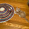 Timmy is registered to the contest to win money with this photo: cat, kitten, animal, pet, feline, lying_down, indoor, hardwood_floor, colorful_mat, toy, playful, wide_eyed, orange_cat, cream_fur, whiskers, ears, tail, home, floor, photography