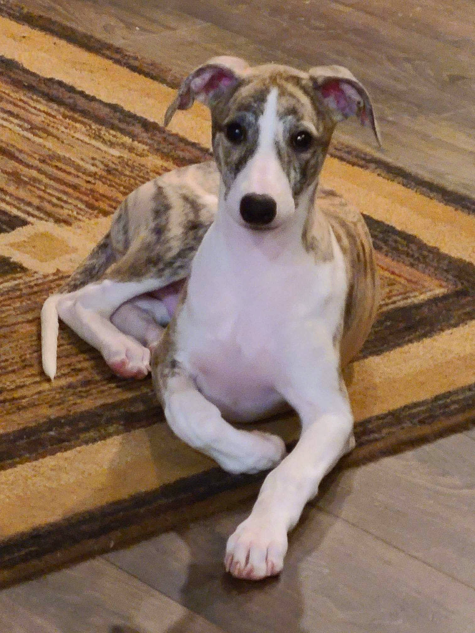 Bayou is registered to the contest to win money with this photo: ancient_dog_breeds, canidae, carnivore, collar, companion_dog, dog, dog_breed, dog_collar, fawn, flooring, hardwood, magyar_agar, non_sporting_group, rampur_greyhound, sighthound, snout, sporting_group, terrestrial_animal, wood, working_animal