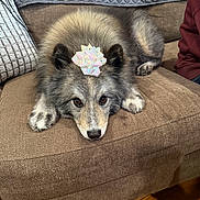 Bailey joined the competition — help win amazing prizes! dog, couch, brown, gift_bow, pet, fluffy, indoor, relaxed, fur, animal, canine, home, wood_floor, paw, face, ears, nose, laying_down, decor, person_sleeve
