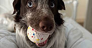 Snoopy is registered to the contest to win money with this photo: animal, canine, cockerspaniel, couch, cream, dessert, dog, food, furniture, homedecor, hound, icecream, icing, labradorretriever, linen, pet, pointer, puppy, sphere, terrier