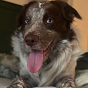 Snoopy joined the competition — help win amazing prizes! animal, bed, blue_eyes, canine, close_up, cute, dog, ears, fur, happy, indoor, looking, muzzle, nose, paw, pet, portrait, resting, tongue, whiskers