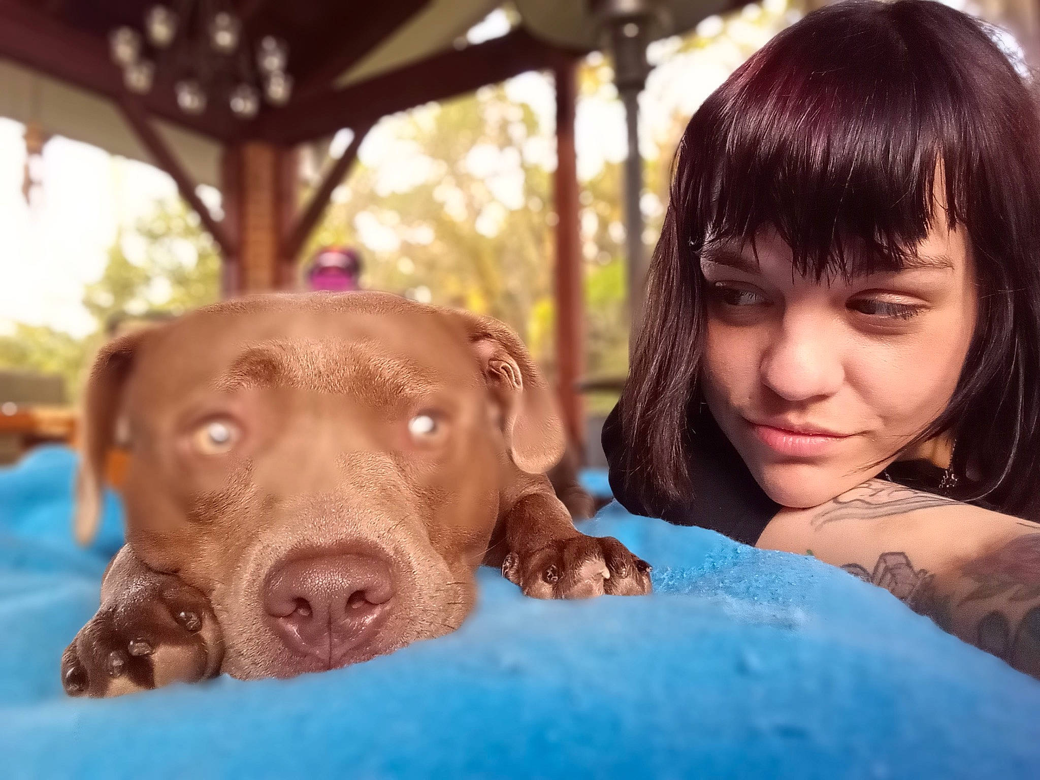 Pituli is registered to the contest to win money with this photo: bangs, brown_hair, carnivore, companion_dog, dog, dog_breed, eyelash, fawn, fun, grass, happy, jewellery, leisure, liver, plant, recreation, snout, sporting_group, tree, working_animal