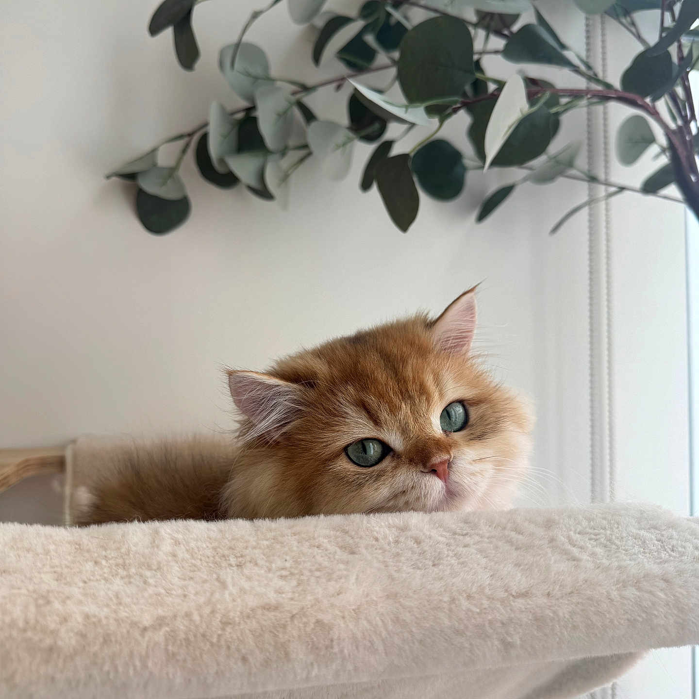 Theodore