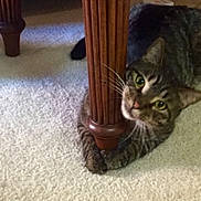 Noah is registered to the contest to win money with this photo: animal, carpet, cat, cozy, curious, cute, domestic_cat, feline, floor, green_eyes, indoor, looking, paw, pet, playful, relaxed, striped, tabby, whiskers, wooden_table_leg