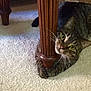 animal, carpet, cat, cozy, curious, cute, domestic_cat, feline, floor, green_eyes, indoor, looking, paw, pet, playful, relaxed, striped, tabby, whiskers, wooden_table_leg