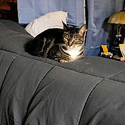 Stinky is registered to the contest to win money with this photo: cat, tabby_cat, indoor, couch, comforter, pillow, curtains, furniture, pet, animal, relaxed, resting, domestic, mammal, gray, striped, whiskers, ears, eyes, living_room