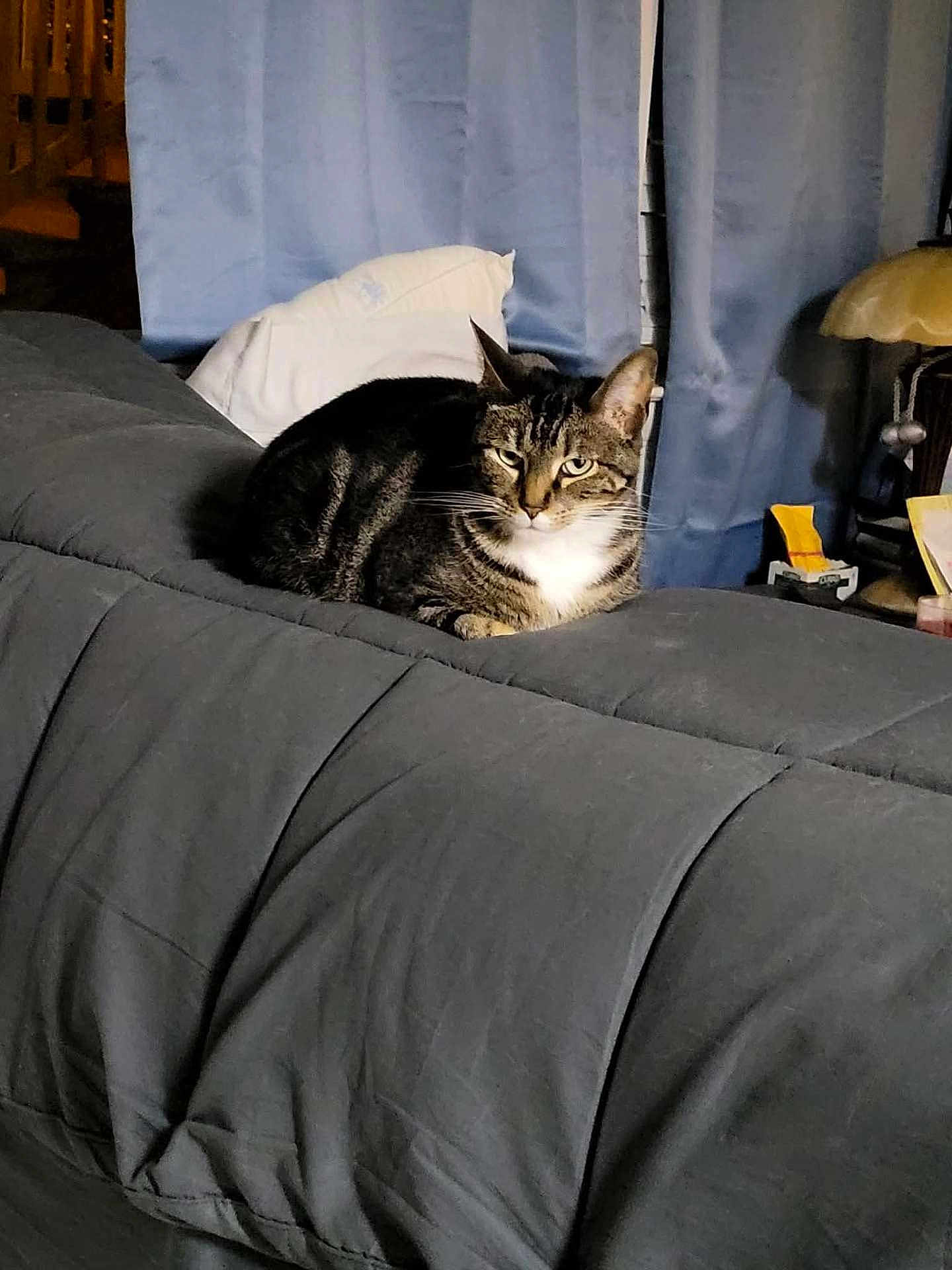 Stinky is registered to the contest to win money with this photo: cat, tabby_cat, indoor, couch, comforter, pillow, curtains, furniture, pet, animal, relaxed, resting, domestic, mammal, gray, striped, whiskers, ears, eyes, living_room