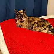 Slinky is registered to the contest to win money with this photo: cat, tortoiseshell, bed, blanket, red_blanket, white_bedspread, blue_curtain, indoor, pet, feline, resting, fur, animal, cozy, sleepy, domestic_cat, mammal, cute, relaxed, laying_down