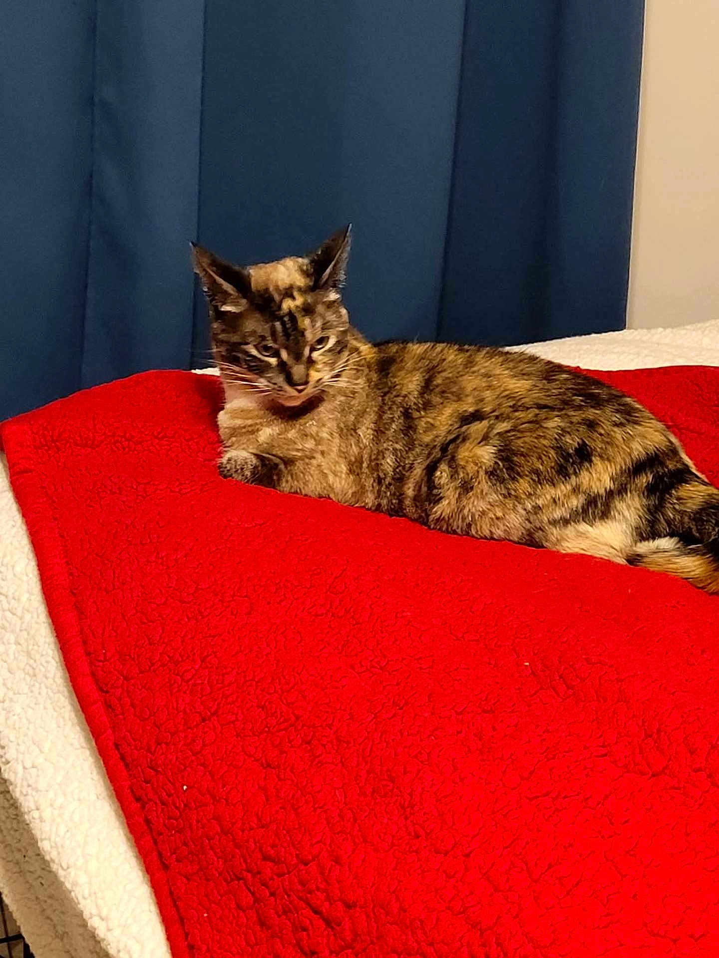 Slinky is registered to the contest to win money with this photo: cat, tortoiseshell, bed, blanket, red_blanket, white_bedspread, blue_curtain, indoor, pet, feline, resting, fur, animal, cozy, sleepy, domestic_cat, mammal, cute, relaxed, laying_down