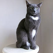 Ringo is registered to the contest to win money with this photo: cat, gray_cat, white_patch, green_eyes, stool, indoor, wall, light_switch, sitting, portrait, whiskers, ears, paws, fur, feline, pet, relaxed, looking_away, minimalist, home_furniture