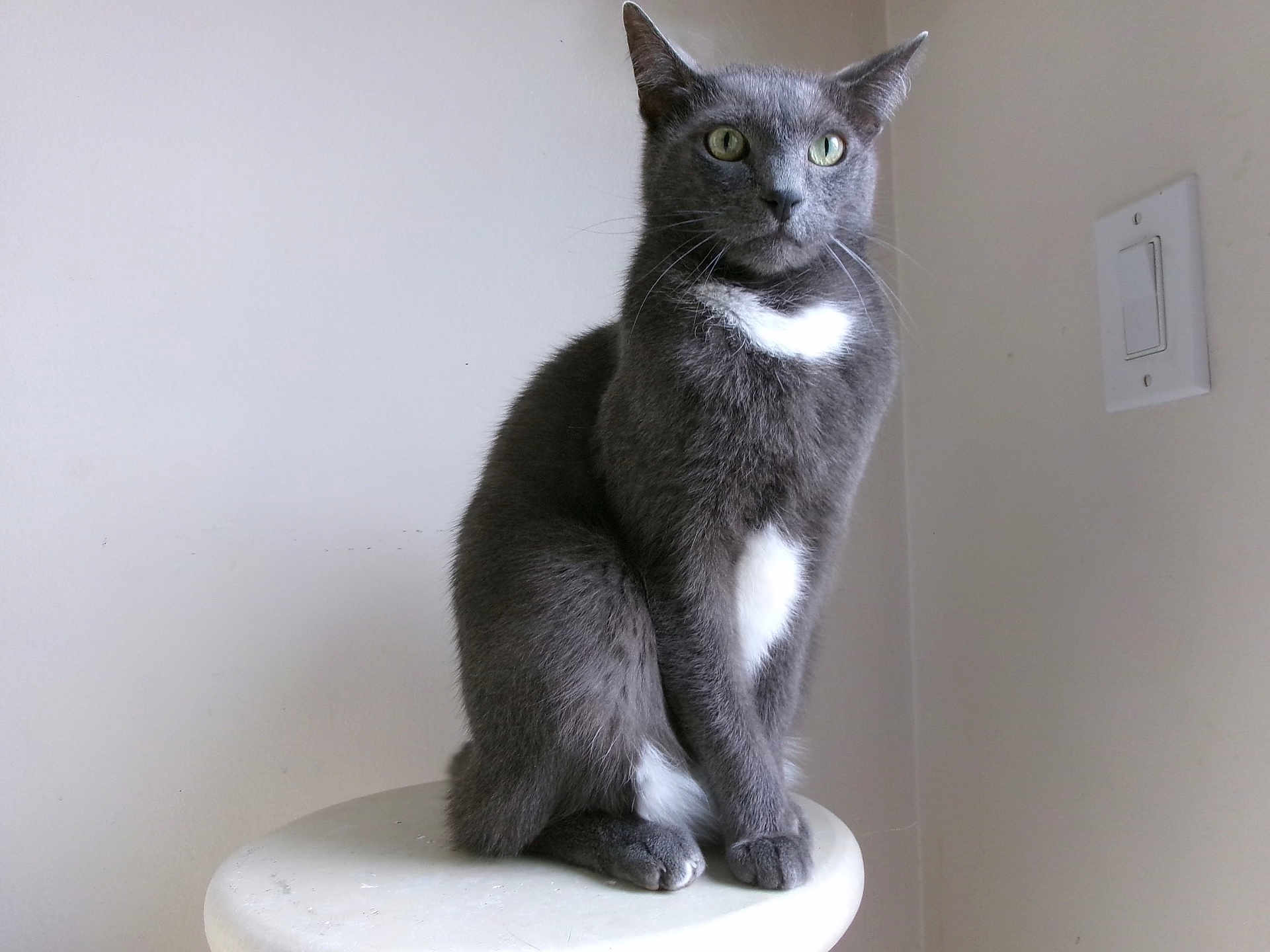 Ringo is registered to the contest to win money with this photo: cat, gray_cat, white_patch, green_eyes, stool, indoor, wall, light_switch, sitting, portrait, whiskers, ears, paws, fur, feline, pet, relaxed, looking_away, minimalist, home_furniture