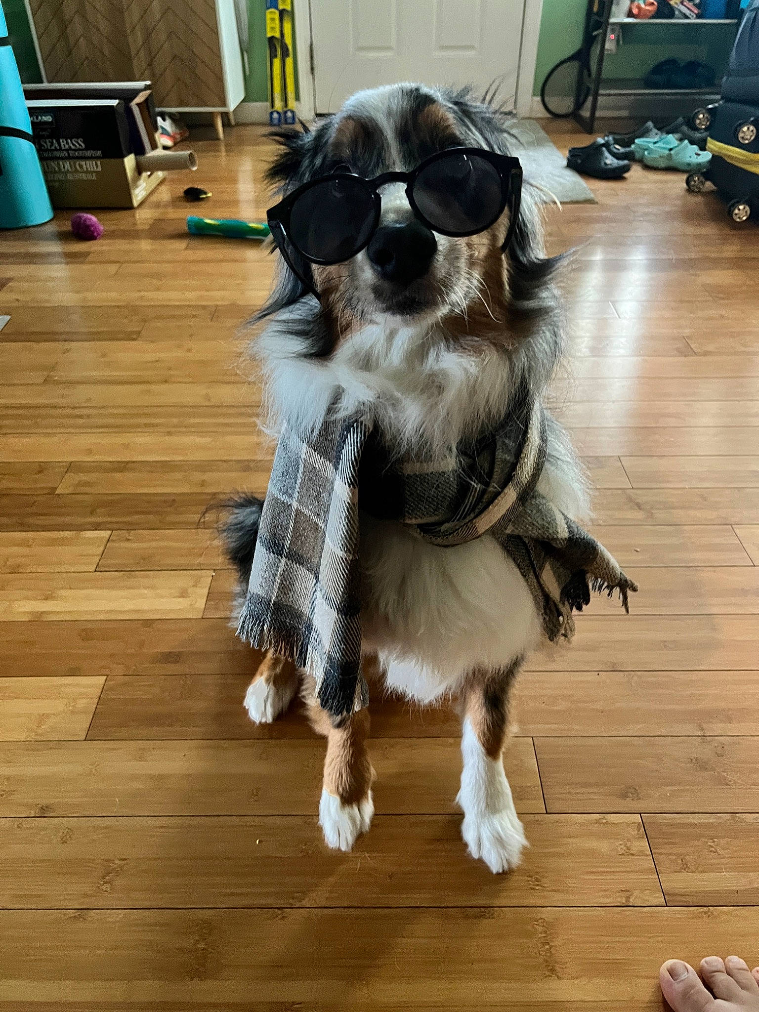 Flux is registered to the contest to win money with this photo: blue, carnivore, companion_dog, dog, dog_breed, dog_supply, fawn, floor, flooring, goggles, hardwood, laminate_flooring, snout, tail, tartan, toy_dog, wood, wood_flooring, wood_stain, working_animal