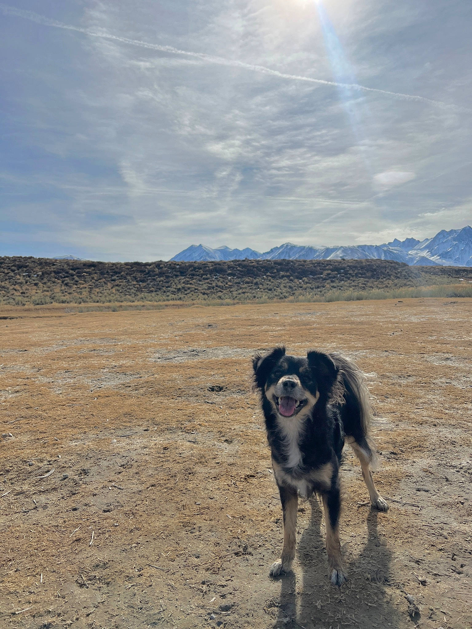 Sesame joined the competition — help win amazing prizes! carnivore, cloud, dog, dog_breed, grassland, herding_dog, hill, horizon, landscape, mountain, ocean, recreation, sky, soil, sporting_group, tree, walking, winter, working_animal, working_dog