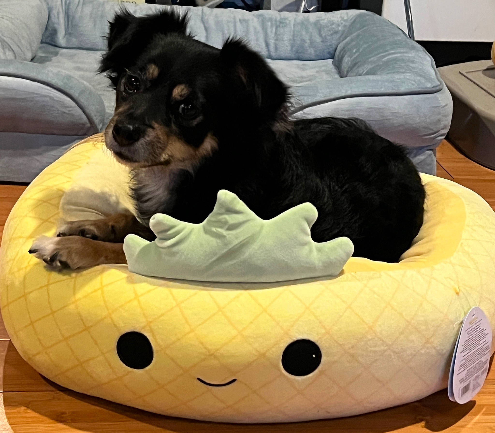 Sesame is registered to the contest to win money with this photo: bean_bag, bean_bag_chair, carnivore, comfort, companion_dog, couch, dog, dog_bed, dog_breed, dog_supply, linens, metal, paw, pet_supply, pillow, sofa_bed, studio_couch, toy_dog, working_animal, working_dog