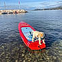 puppy, dog, golden_retriever, paddleboard, water, lake, rocks, sky, clouds, boat, harbor, outdoor, nature, animal, pet, summer, daytime, clear_water, calm, adventure