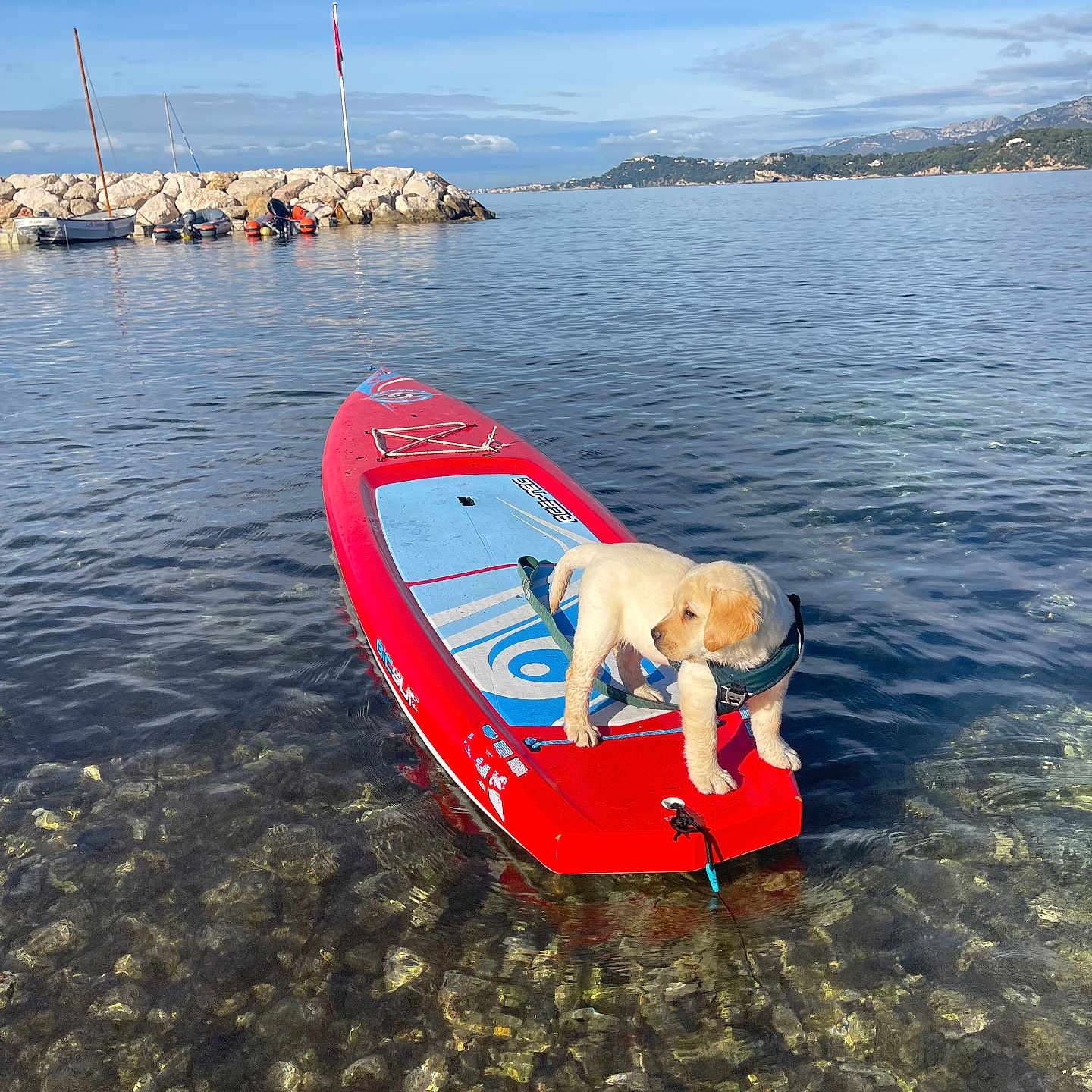 Ava participe au concours pour gagner de l'argent avec cette photo : adventure, animal, boat, calm, clear_water, clouds, daytime, dog, golden_retriever, harbor, lake, nature, outdoor, paddleboard, pet, puppy, rocks, sky, summer, water
