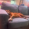 dog, couch, living_room, brown_dog, relaxed, pet, furniture, indoor, home, canine, domestic_animal, resting, cozy, household_items, floor, seat, comfort, looking, animal, room