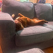 Teriyaki is registered to the contest to win money with this photo: dog, couch, indoor, sleeping, relaxed, pet, brown_dog, upside_down, furniture, home, living_room, cozy, nap, canine, domestic_animal, resting, wood_floor, cushion, background, warm_light