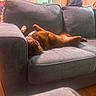 dog, couch, indoor, sleeping, relaxed, pet, brown_dog, upside_down, furniture, home, living_room, cozy, nap, canine, domestic_animal, resting, wood_floor, cushion, background, warm_light