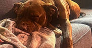 Teriyaki is registered to the contest to win money with this photo: dog, sleeping, couch, blanket, indoor, pet, brown_dog, relaxing, nap, cozy, furniture, soft_texture, domestic, animal, resting, home, comfort, canine, warm_light, living_room